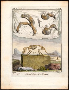 Didelphis murina - ingewanden en skelet - 1700-1880 - Print - Iconographia Zoologica - Special Collections University of Amsterdam - UBA01 IZ20300116