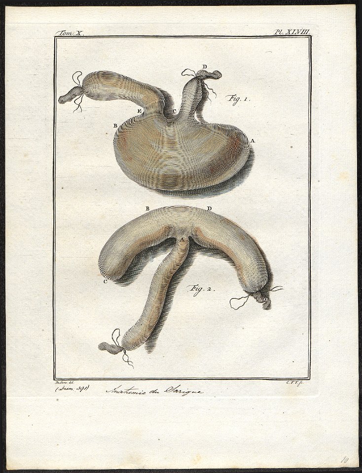 Didelphis opossum - ingewanden - 1700-1880 - Print - Iconographia Zoologica - Special Collections University of Amsterdam - UBA01 IZ20300122