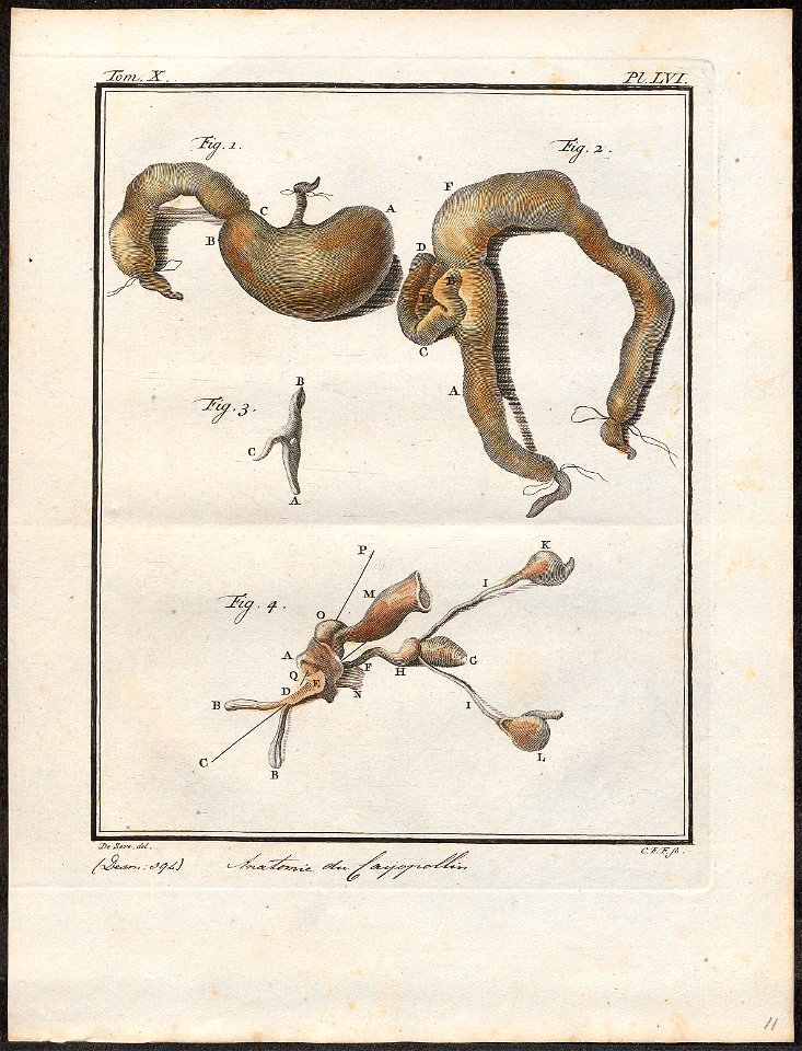 Didelphis philander - ingewanden - 1700-1880 - Print - Iconographia Zoologica - Special Collections University of Amsterdam - UBA01 IZ20300130