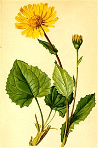 Doronicum cordatum Atlas Alpenflora