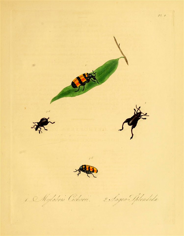 Donovan - Insects of China, 1838 - pl 08