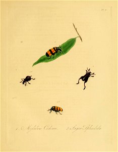 Donovan - Insects of China, 1838 - pl 08