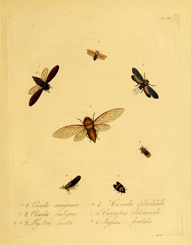 Donovan - Insects of China, 1838 - pl 16