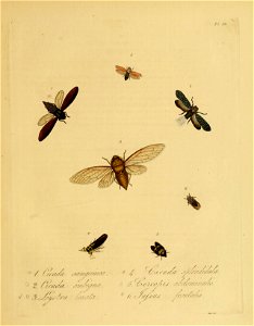 Donovan - Insects of China, 1838 - pl 16