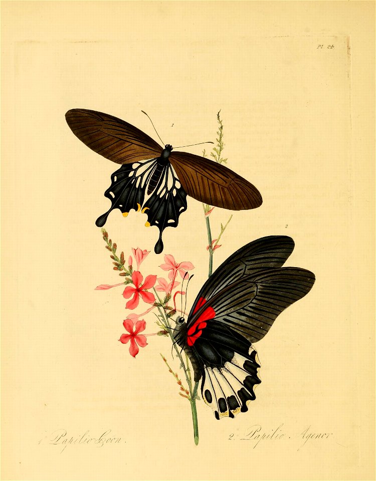 Donovan - Insects of China, 1838 - pl 24