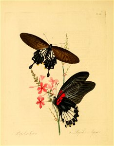 Donovan - Insects of China, 1838 - pl 24