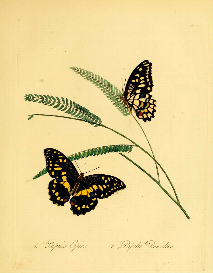 Donovan - Insects of China, 1838 - pl 28