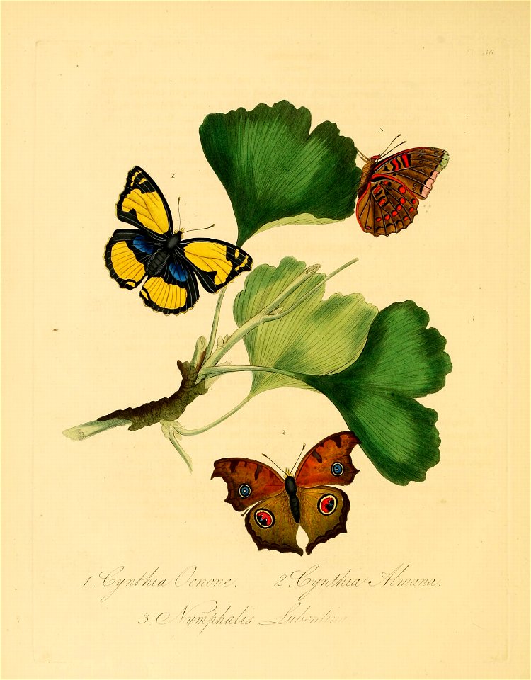 Donovan - Insects of China, 1838 - pl 36