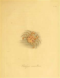 Donovan - Insects of China, 1838 - pl 48