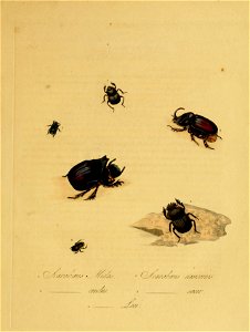 Donovan - Insects of China, 1838 - pl 01