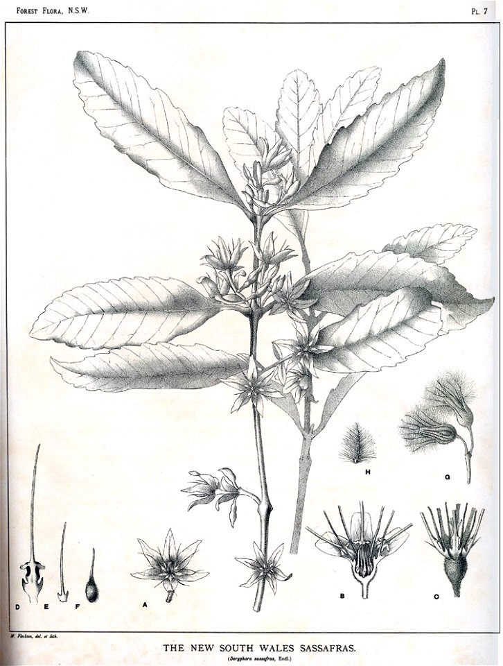 Doryphora sassafras00