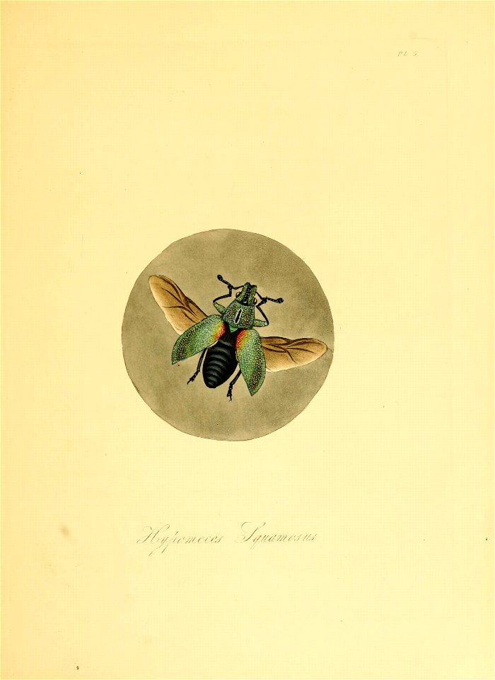 Donovan - Insects of China, 1838 - pl 05 (from 1842 edition)