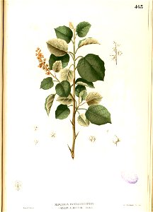 Doryxylon spinosum Blanco2.463-original