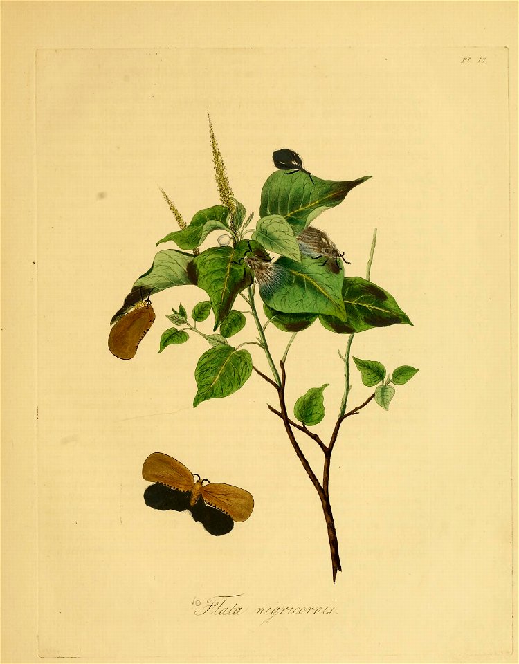 Donovan - Insects of China, 1838 - pl 17