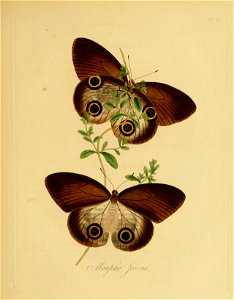 Donovan - Insects of China, 1838 - pl 33
