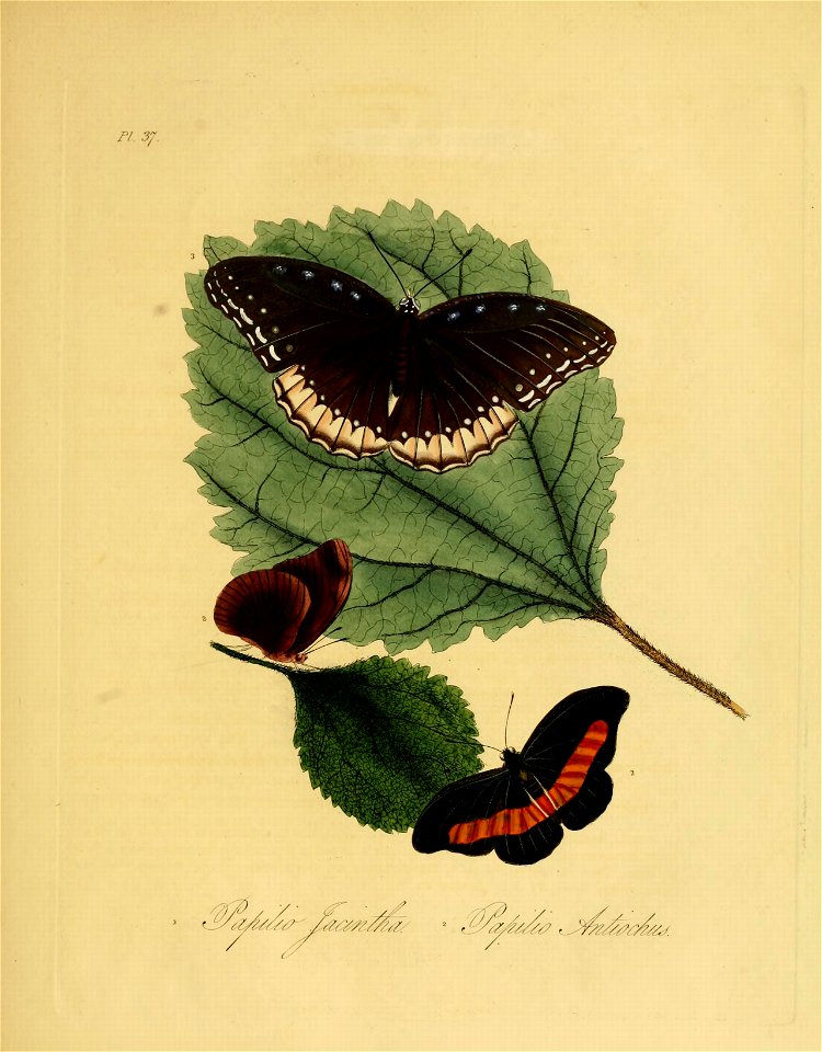Donovan - Insects of China, 1838 - pl 37