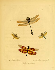 Donovan - Insects of China, 1838 - pl 45
