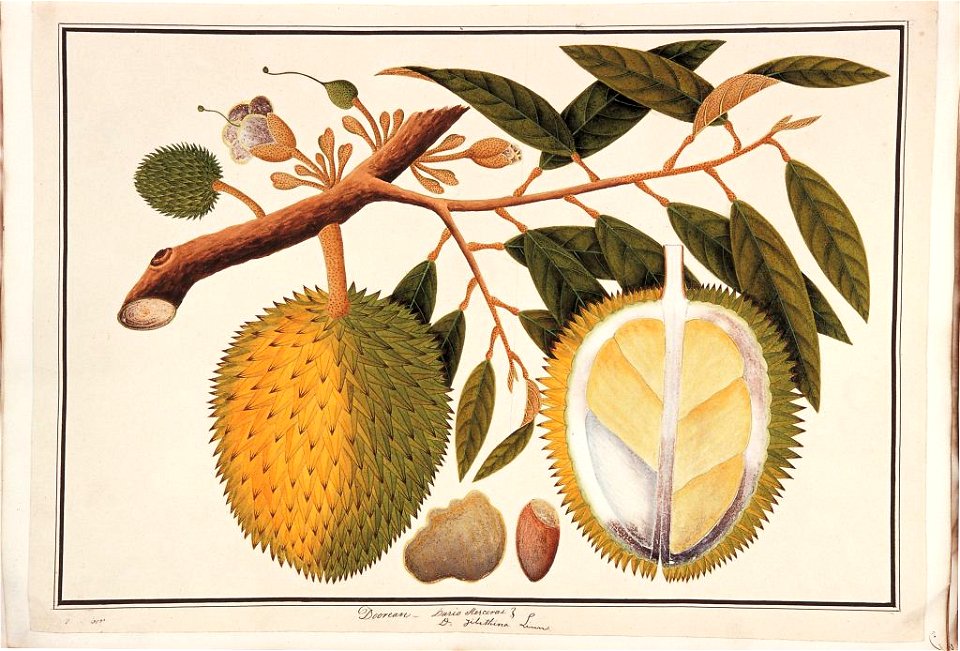 Doorean; Durio stercorae; D. zibethina Linn (William Farquhar Collection, 1819–1823)