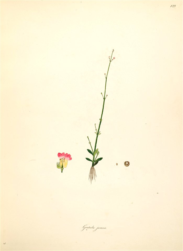 Dopatrium junceum Roxburgh 1798 2-129