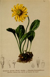 Doronicum glaciale
