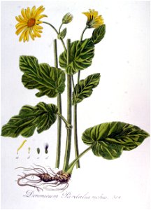 Doronicum pardalianches — Flora Batava — Volume v7