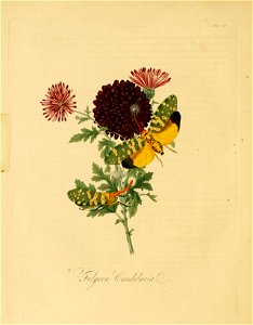 Donovan - Insects of China, 1838 - pl 14