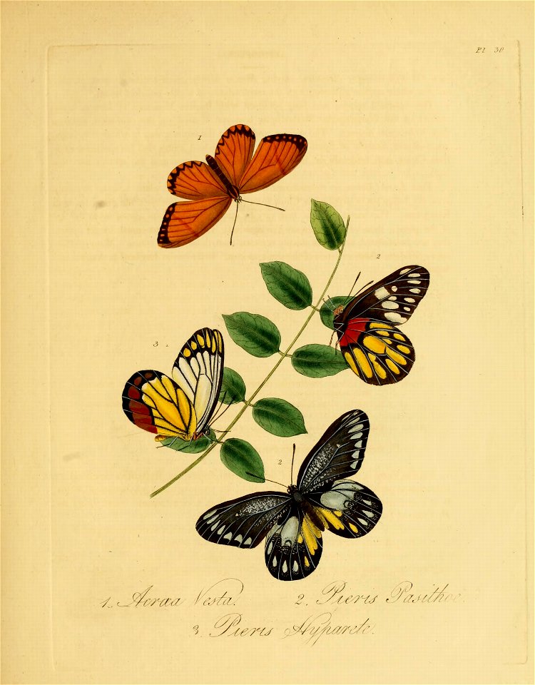 Donovan - Insects of China, 1838 - pl 30 - Free Stock Illustrations ...