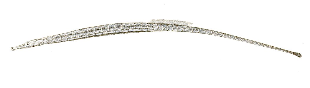 Dorichthys cunculus Achilles 174