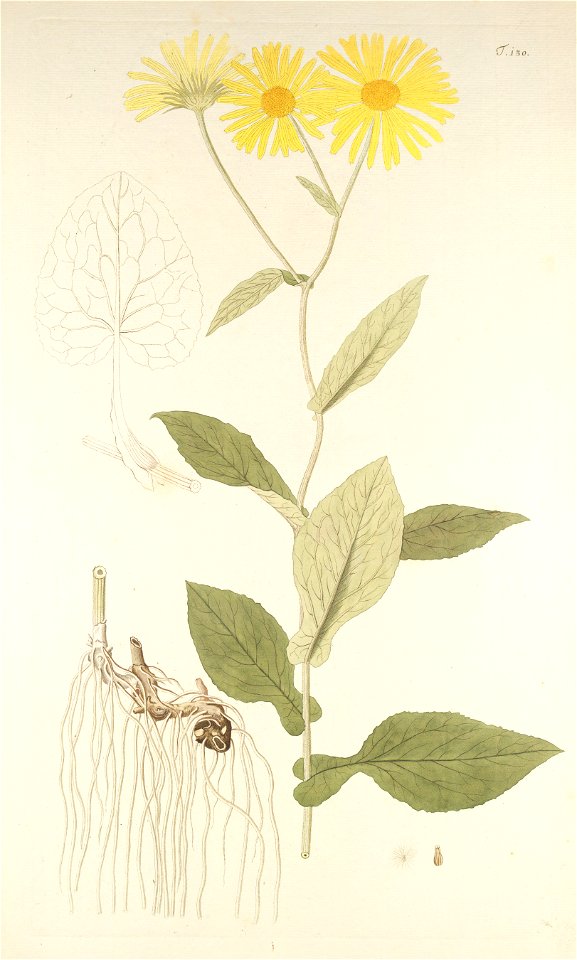 Doronicum austriacum - 001x