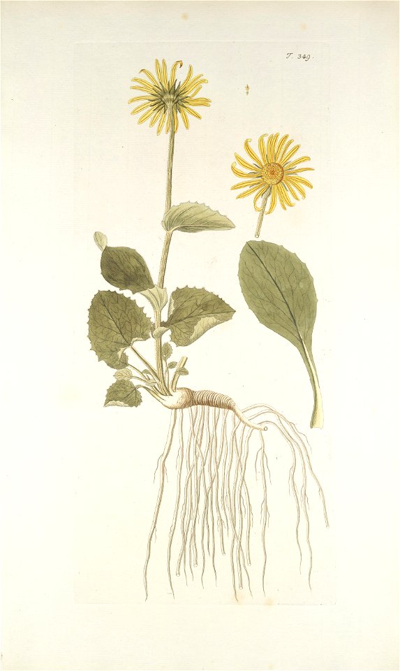 Doronicum grandiflorum - 001x