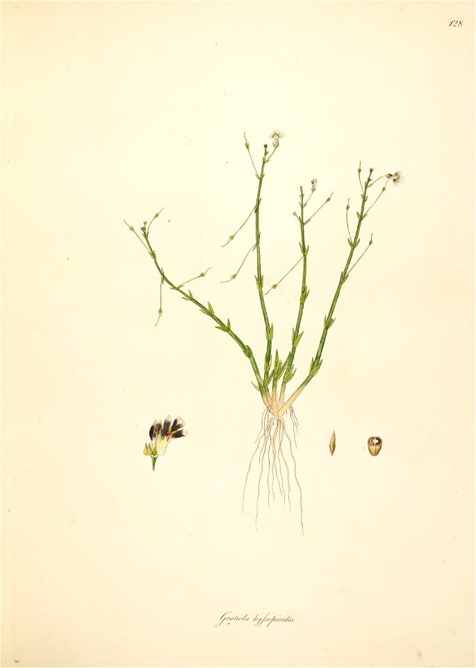 Dopatrium lobelioides Roxburgh 1798 2-128