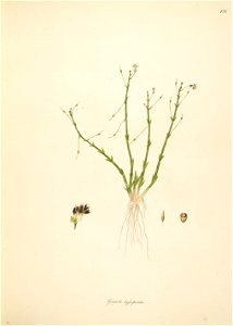 Dopatrium lobelioides Roxburgh 1798 2-128