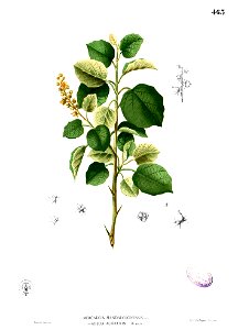 Doryxylon spinosum Blanco2.463