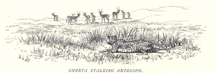 Douglas Hamilton, Cheetah stalking Antelope...910. Free illustration for personal and commercial use.