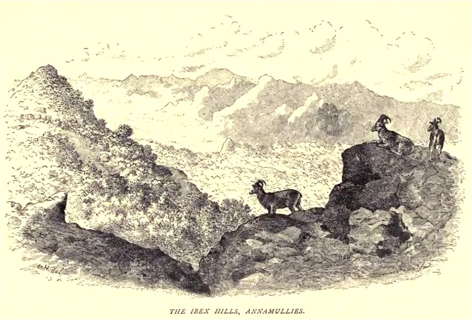 Douglas Hamilton, Niligiri Tahr, Annaimalai