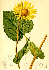 Doronicum austriacum Atlas Alpenflora