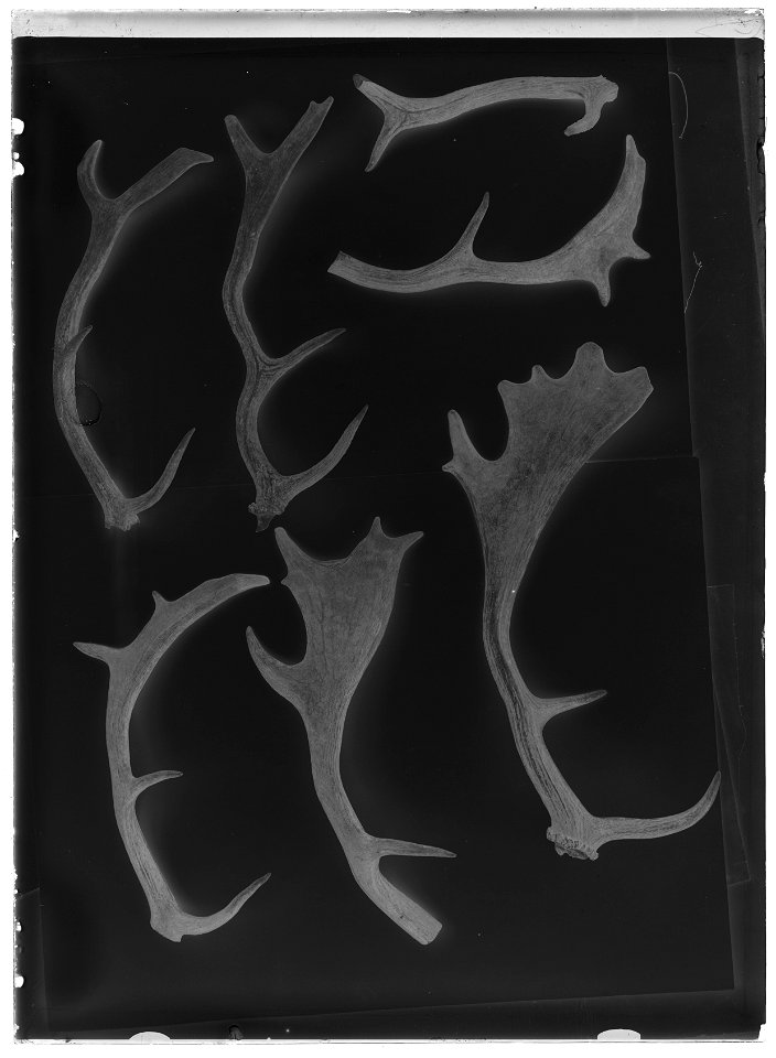 Dovhjortshorn - Livrustkammaren - 35078-negative