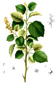 Doryxylon spinosum Blanco2.463-cropped