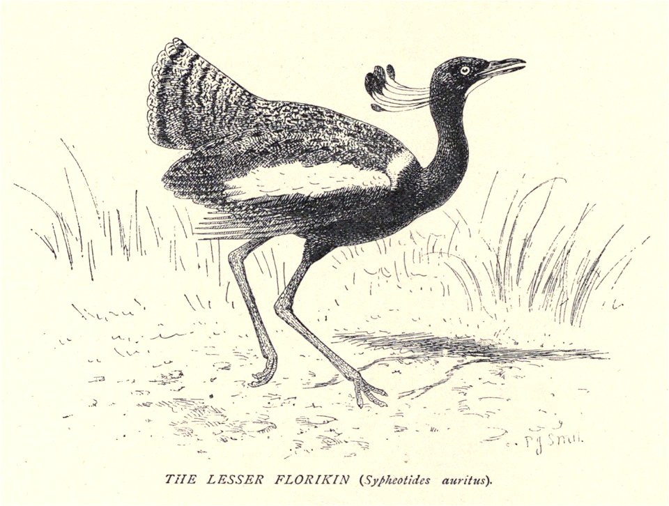 Douglas Hamilton, Lesser Florican..