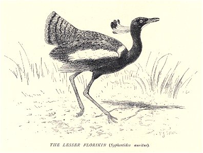 Douglas Hamilton, Lesser Florican... Free illustration for personal and commercial use.