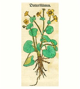 Dotterblumen a