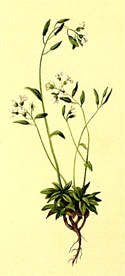 Draba siliquosa Atlas Alpenflora