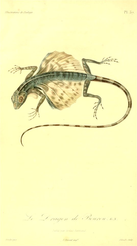 Draco bourouniensis 1831