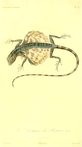Draco bourouniensis 1831