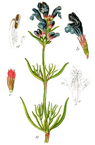 Dracocephalum ruyschiana Sturm29