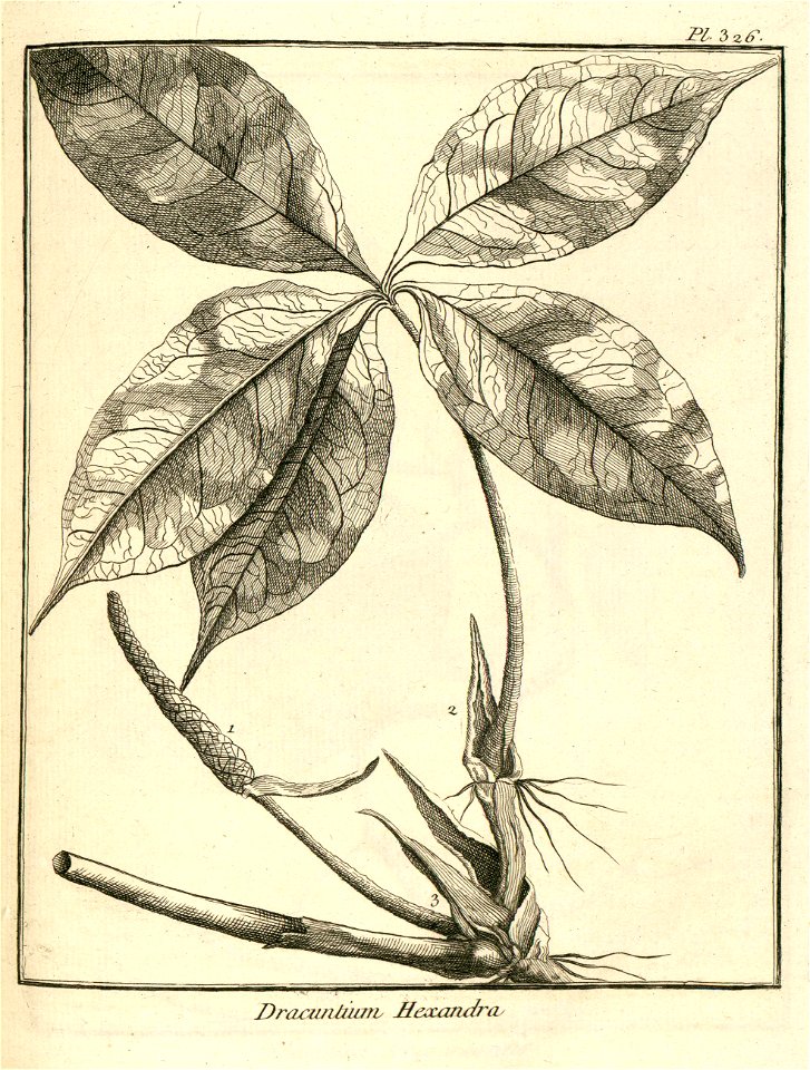 Dracontium pentaphyllum Aublet 1775 pl 326