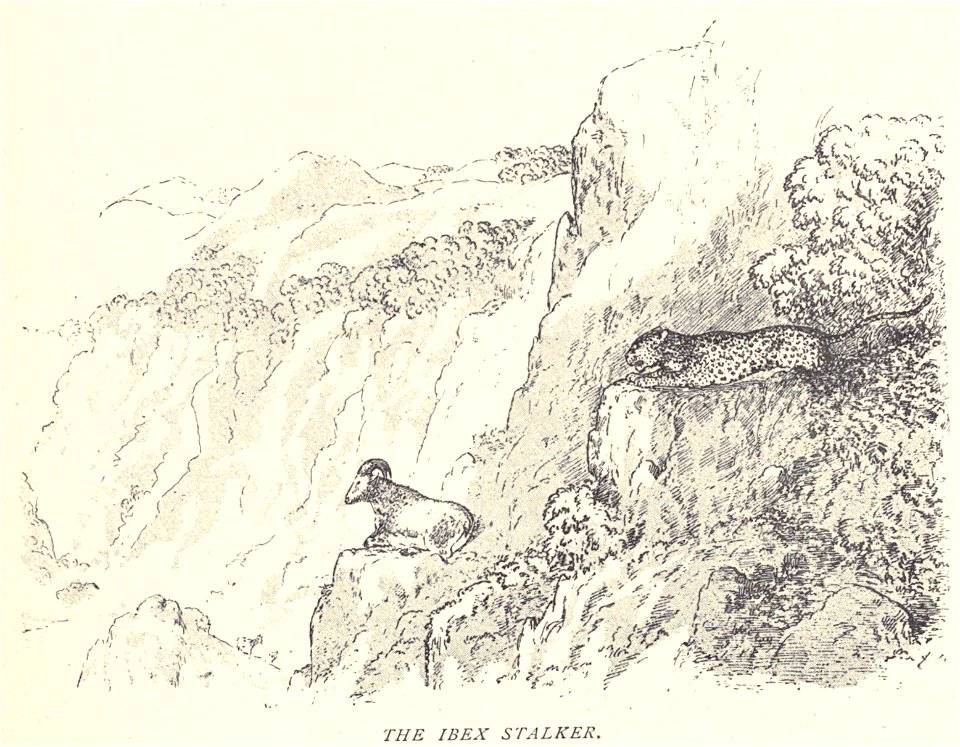 Douglas Hamilton, The Ibex Stalker..
