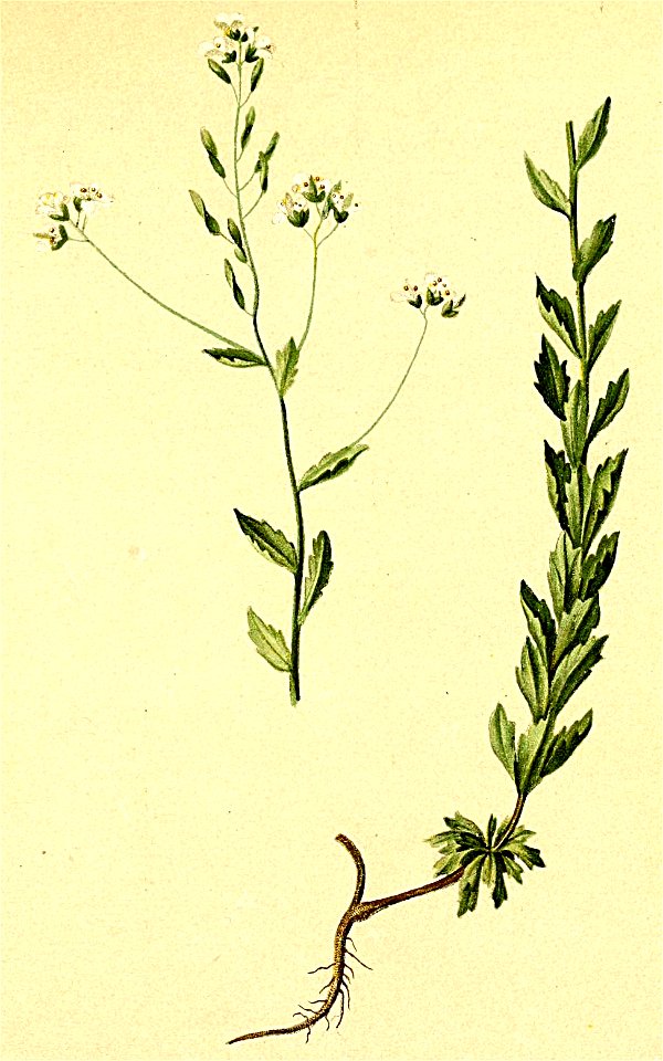 Draba incana Atlas Alpenflora