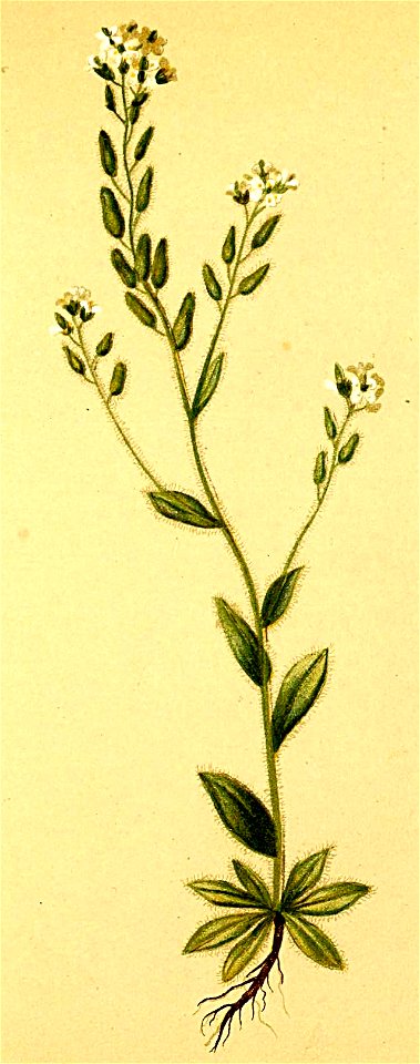 Draba thomasii Atlas Alpenflora