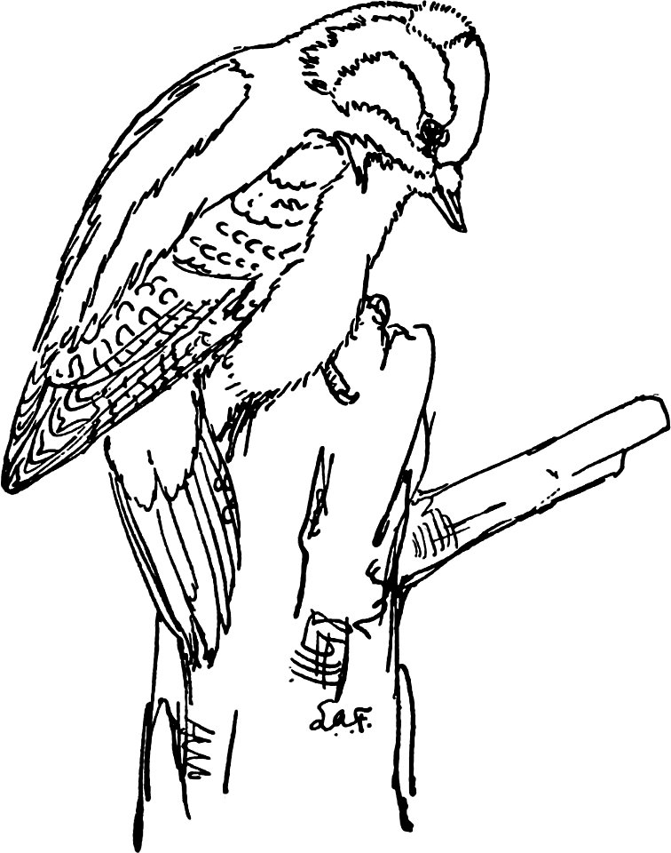 Downy Woodpecker-MBS 48